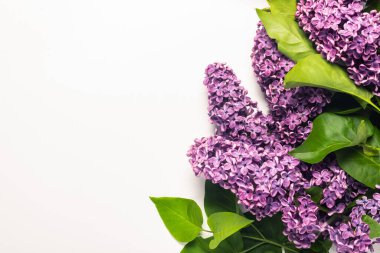 Beyaz arka planda leylak dallar. Metin için boş alan. Uzayı kopyala, düzleştir, yatır.