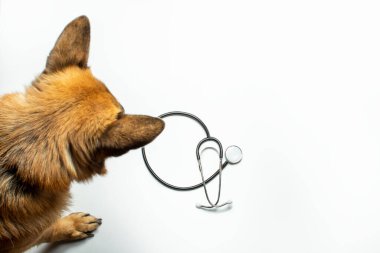 Arka planda köpek ve doktorun steteskopu var. Veteriner kliniği, barınak, veteriner, hayvan yardımı. Pankart. Düz yatış, üst görünüm.