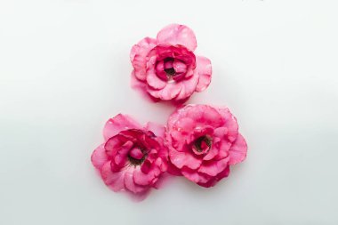 Süt banyosundaki güzel pembe güller. Spa tedavisi kavramı, rahatlama, spa tedavisi, terapi.