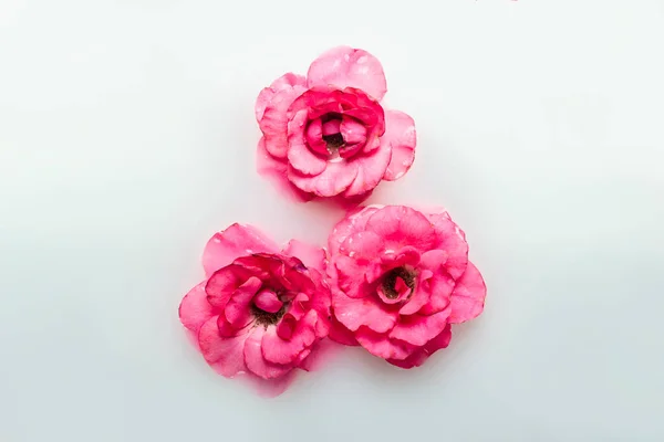 Gyönyörű Rózsaszín Rózsák Tejfürdőben Fogalom Spa Kezelések Pihenés Spa Kezelések — Stock Fotó