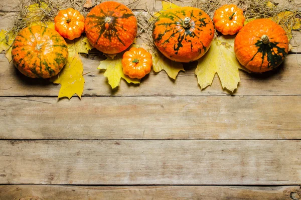 Citrouilles Mûres Feuilles Automne Paille Sur Fond Bois Concept Récolte — Photo