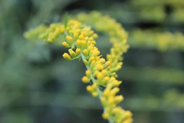 Жовта Квітка Природі — стокове фото