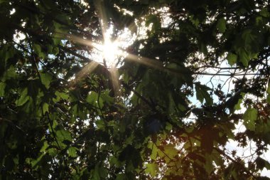 Ormanda güneş ve güneş ışığı parlıyor.