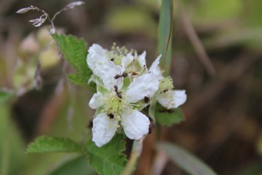 Böcekli şifalı bitki.