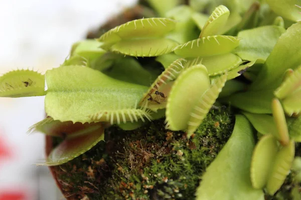 Una Planta Carnívora Verde —  Fotos de Stock