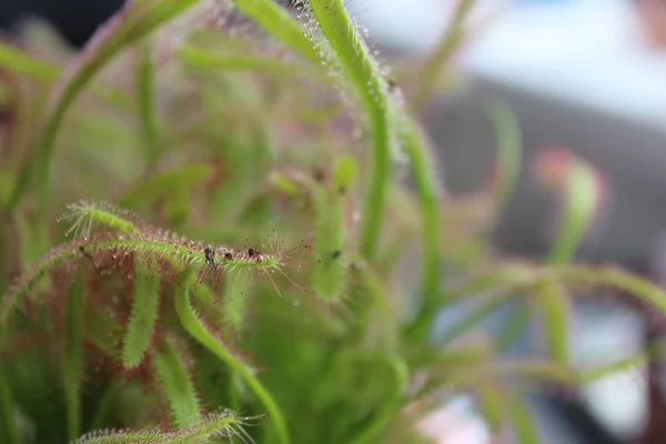 Carnivorous Plant Flies — Stock Photo, Image
