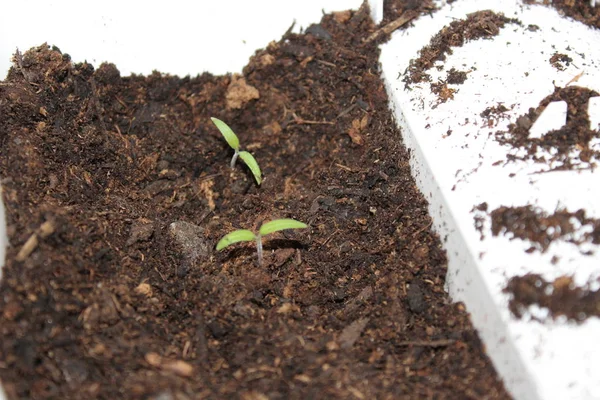 planting flowers, potted plants