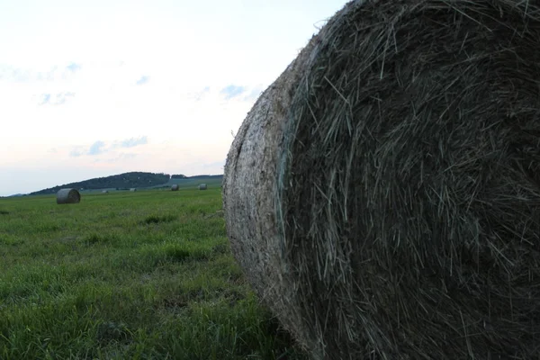 bale of hay in the field