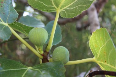 incir ağacı üzerinde