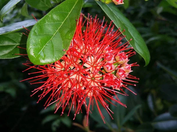 Порошкоподібні Combretum Constrictum Квіти Чагарників Цілий Рік — стокове фото