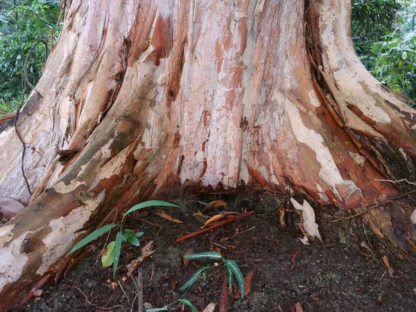 Árbol Madera Vaca Amarilla Cratoxylum Cocchinchinense Tiene Raíces Contrafuerte Con — Foto de Stock