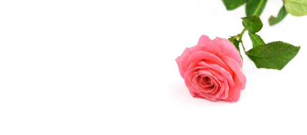 Bela Rosa Rosa Bandeira Flor Fundo Branco Isolado Março Dia — Fotografia de Stock