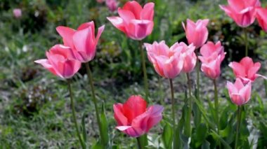 güzel yaz çiçekleri güneşin altında alanda lele leylak