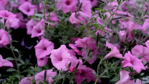 Красивый Фиолетовый Цветок Ветру — стоковое видео