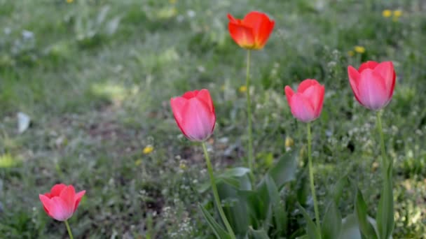 Bellissimi Fiori Estivi Tulipani Rosa Sul Campo Sotto Sole — Video Stock