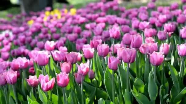 Hermosas Flores Verano Tulipanes Lila Campo Bajo Sol — Vídeo de stock