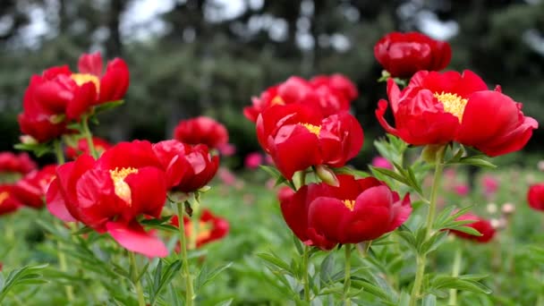Mooie Bloemen Rode Pioenrozen Tuin Het Veld Ontwikkelen Wind Natuur — Stockvideo