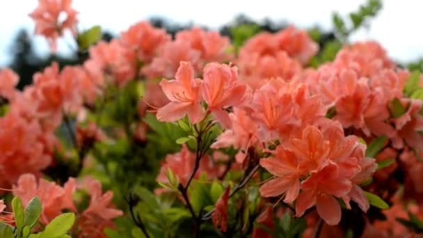 自然の中の野原の植物ワイゲラピンクの花は 公園の風から発達する — ストック動画