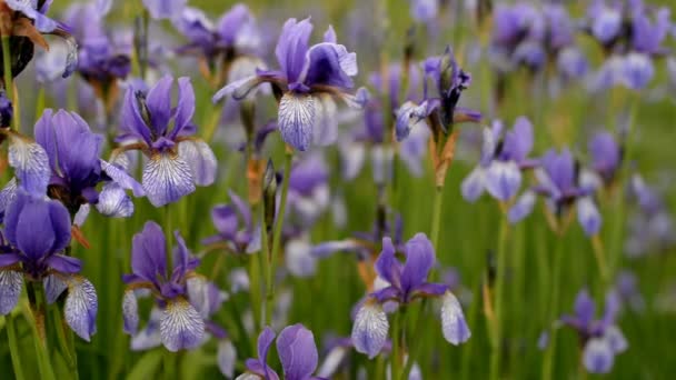 Blumen Pflanzen Schwertlilien Lila Auf Dem Feld — Stockvideo