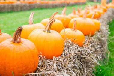 Sonbahar süslemeleri Cadılar Bayramı için olgunlaşmış balkabakları