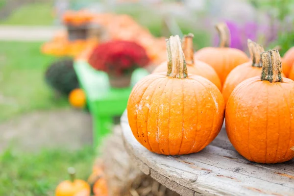 Sonbahar süslemeleri. Ahşap masada Cadılar Bayramı için olgunlaşmış balkabakları.