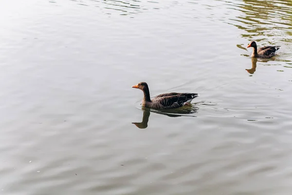 Enten Schwimmen Den Fluss Entlang — Stockfoto