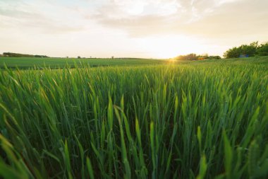 Alan kış buğday gün batımında