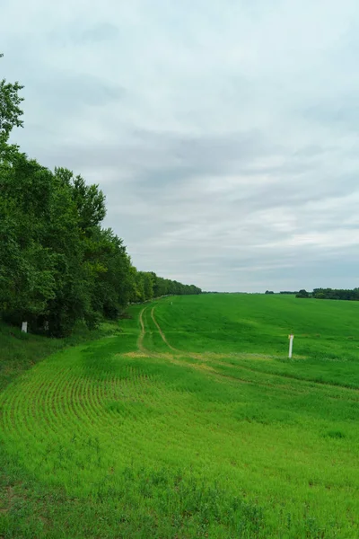 sahada meşe ağacı