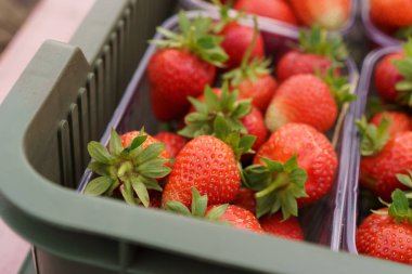 Toplanan kırmızı çilek