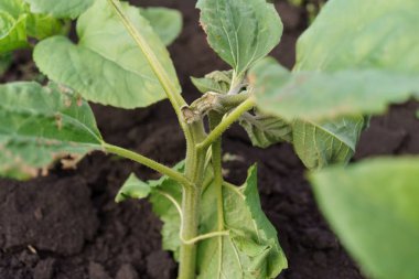 Ayçiçeği hastalığı kırılması