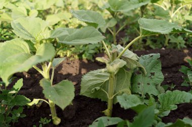 Ayçiçeği hastalığı kırılması