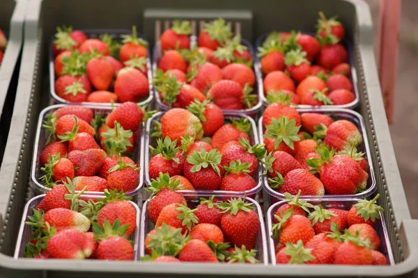 Rote Erdbeeren gesammelt — Stockfoto