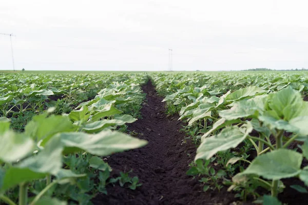 Ayçiçeği hastalığı kırılması