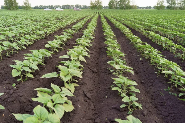 Rotura de la enfermedad del girasol — Foto de Stock