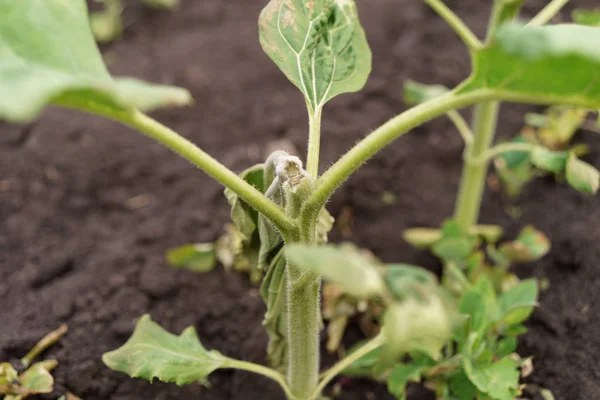 Rotura de la enfermedad del girasol — Foto de Stock