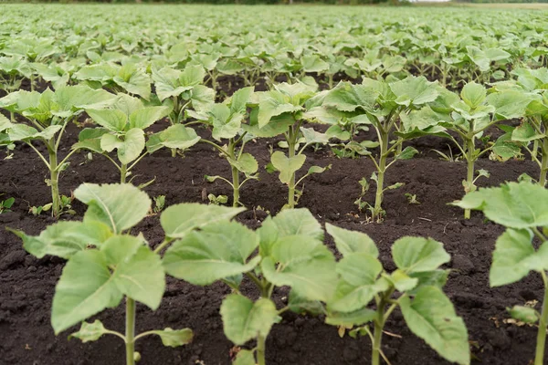 Rotura de la enfermedad del girasol — Foto de Stock