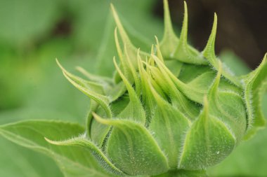 Ayçiçeği yeşil yıldız faz