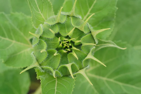 Sunflower green star phase