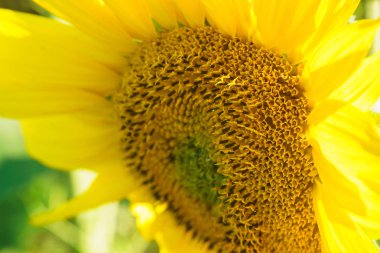 Ayçiçeği alan peyzaj