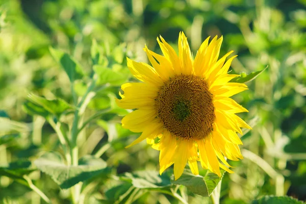 Paysage de champ de tournesol — Photo