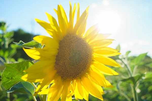 Campo di girasole paesaggio — Foto Stock