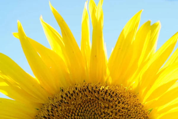 Campo di girasole paesaggio — Foto Stock