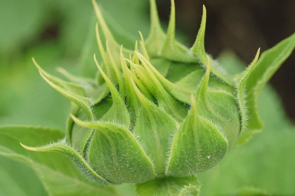 Yeşil bud ayçiçeği yakın çekim — Stok fotoğraf