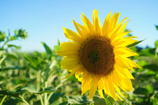 Paysage de champ de tournesol — Photo