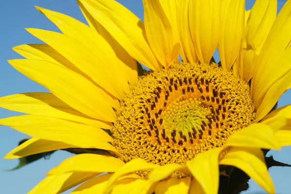 Primo piano di fiore di sole contro — Foto Stock