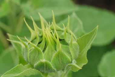 Yeşil bud ayçiçeği yakın çekim