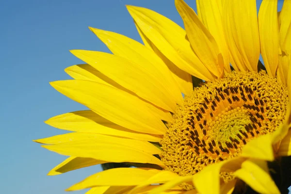 Primo piano di fiore di sole contro — Foto Stock