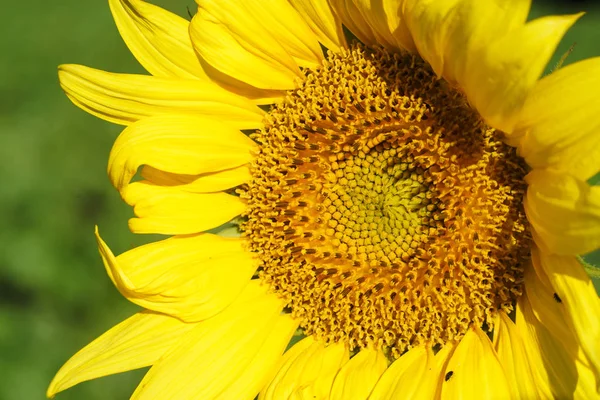に対する太陽の花のクローズ アップ — ストック写真
