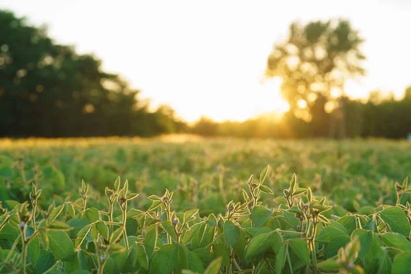 field of soybeans at sunset