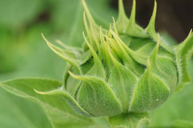 Ayçiçeği yeşil değil çiçek açmış